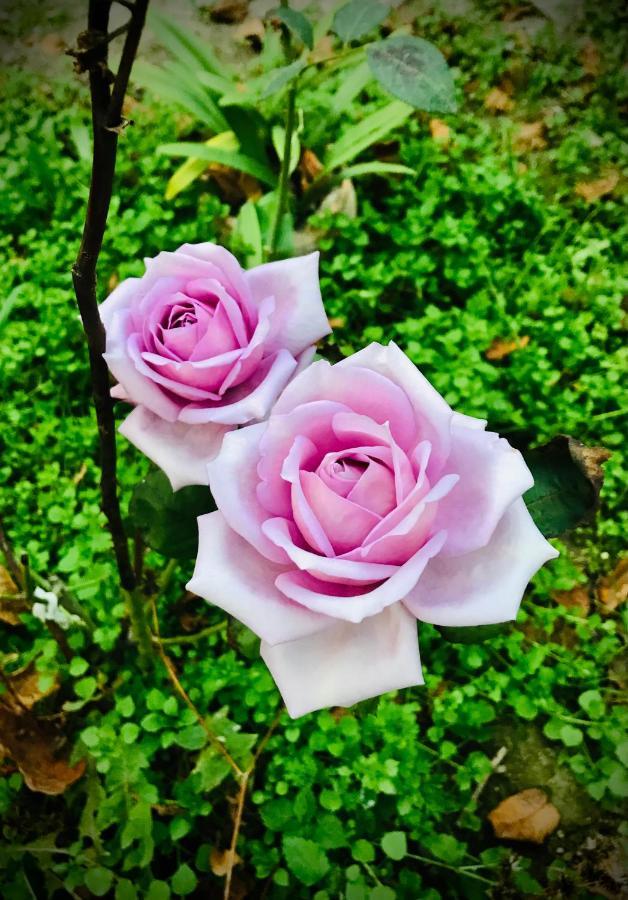 Ekas Rosengarten ゴリ エクステリア 写真