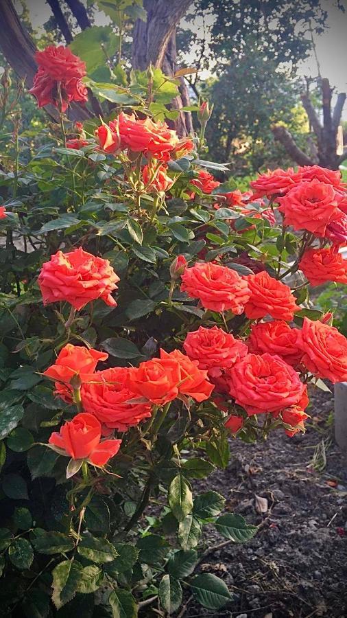 Ekas Rosengarten ゴリ エクステリア 写真