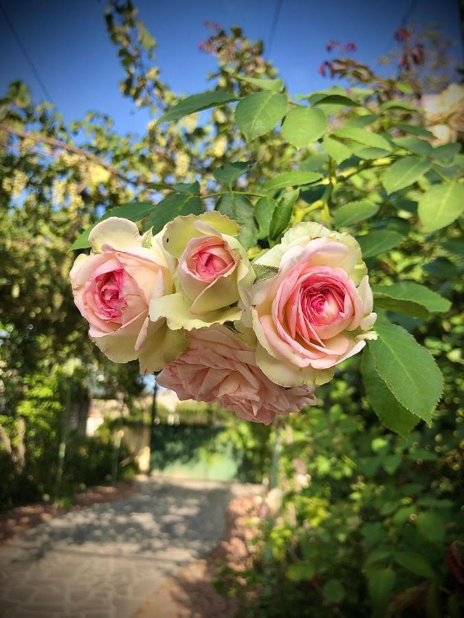 Ekas Rosengarten ゴリ エクステリア 写真