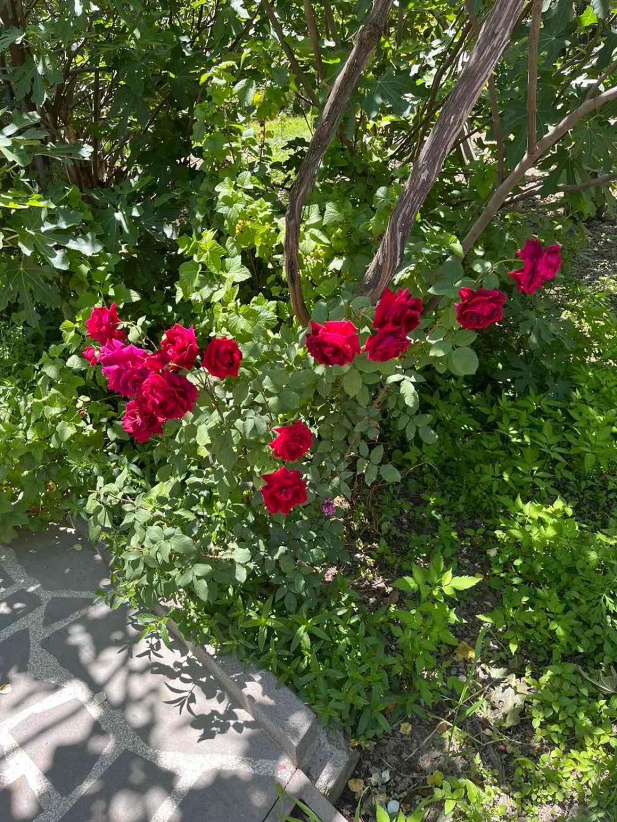 Ekas Rosengarten ゴリ エクステリア 写真