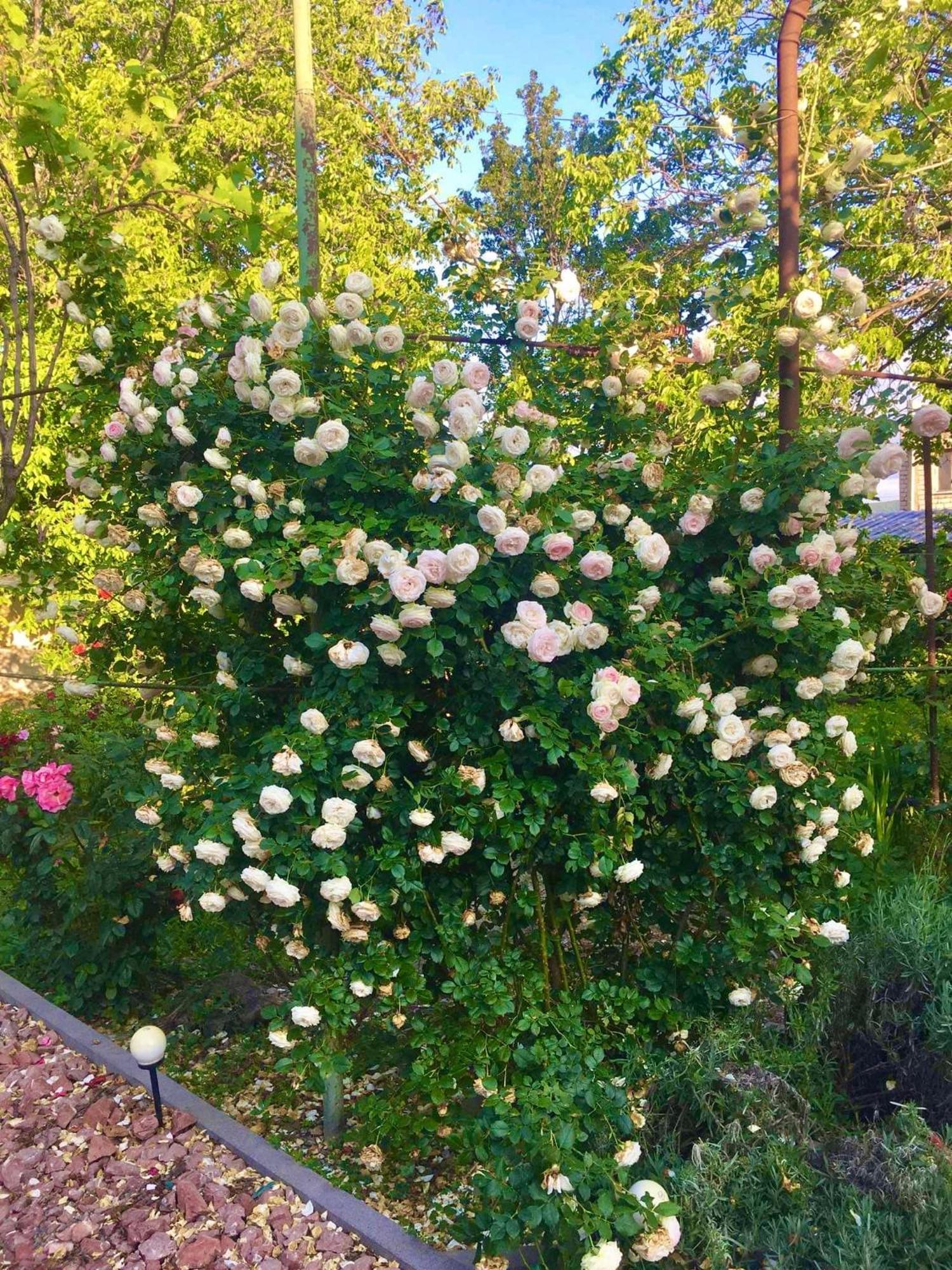 Ekas Rosengarten ゴリ エクステリア 写真