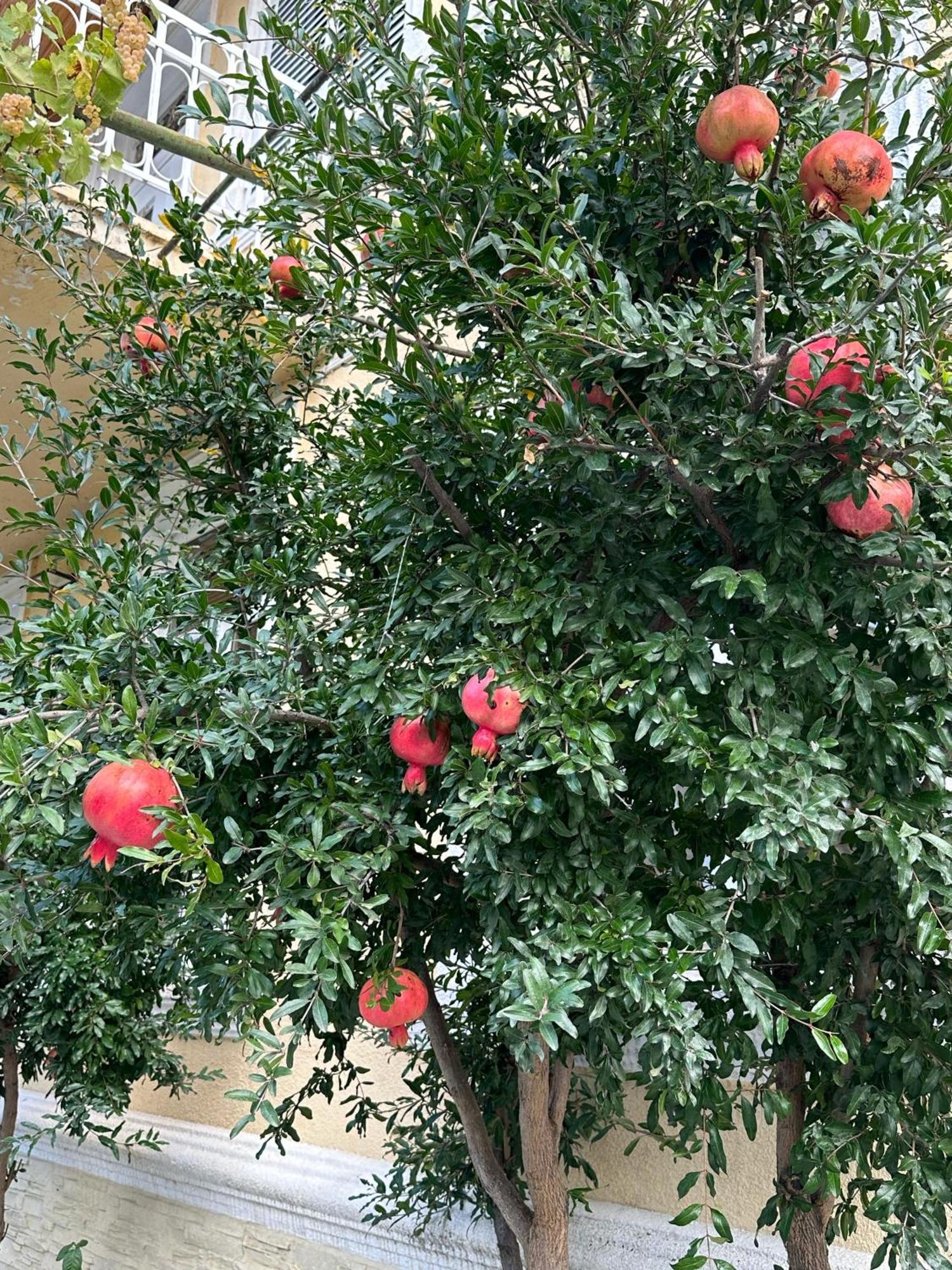 Ekas Rosengarten ゴリ エクステリア 写真